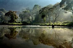 the trees are reflected in the still water