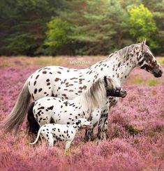 a spotted horse and her foal in a field of purple flowers with trees in the background