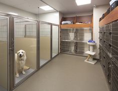 a dog sitting in the middle of a room filled with lockers