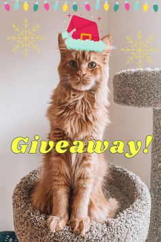 Red Maine Coon cat sits on his cat tree and offers a Christmas giveaway gifts for its Instagram followers. Merry Christmas and Happy Holidays!