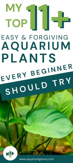 the title for my top 11 + easy and for growing aquarium plants every beginer should try