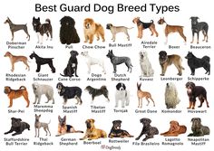 the best guard dog breed types are shown in this image, and there are many different breeds