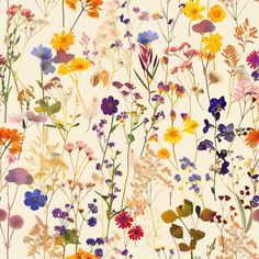 an assortment of wildflowers and other flowers on a white background with yellow, red, blue, green, orange