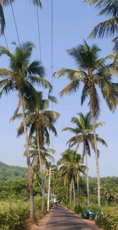 the road is lined with palm trees on both sides