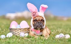 a dog wearing bunny ears laying in the grass next to an easter basket with eggs