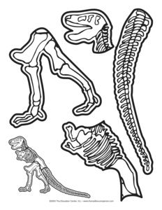 Dinosaur School Theme, Skeleton Worksheet, Dinosaur Classroom, Skeleton Craft, Dinosaur Dig