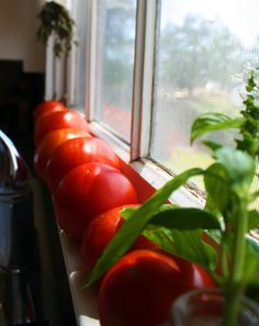 tomatoes and basil are lined up on the window sill