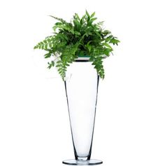 a plant in a tall glass vase on a white background