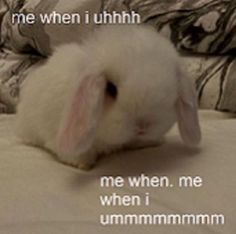 a white bunny sitting on top of a bed next to a quote that says, me when i uhh