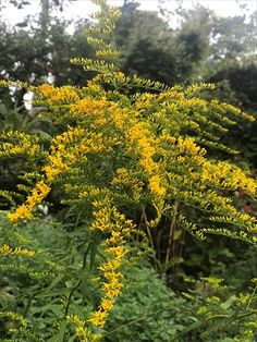 the yellow flowers are blooming in the forest