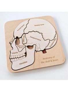 a wooden puzzle with a diagram of the human skull and its parts labeled on it