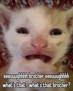 a white cat with its mouth open and the caption says, eeeeeughh brother sewuhh what's that? what's that's that's that's that's that bro