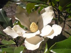 a large white flower with green leaves in the foreground and dirt ground behind it