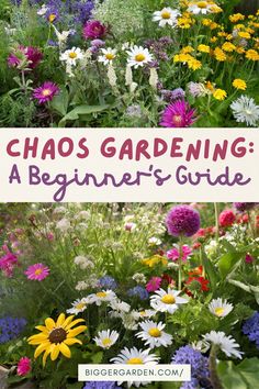 Thriving in Disorder: A visual guide to chaos gardening. Explore front garden inspo ideas, eco-friendly front yard solutions, and tips on how to plan a garden that highlights wilding garden techniques. Discover low-budget garden ideas, magical garden ideas, and garden designs that require low maintenance. Transform your space into a maintenance-free chaos garden. What Should I Plant In My Garden, Herbal Flower Garden, Chaos Vegetable Gardening, Eco Friendly Front Yard, Chaotic Gardening, Zone 5 Gardening Landscaping, Starting A Cottage Garden, Simple Backyard Garden, How To Plan A Garden