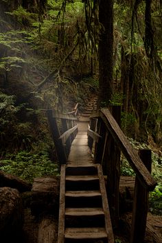 stairs lead up to the top of a tree - covered hill in a forest with mossy trees