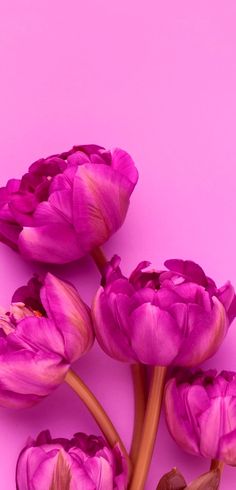 pink tulips against a bright pink background