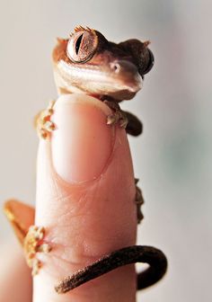 a tiny lizard sitting on top of a finger