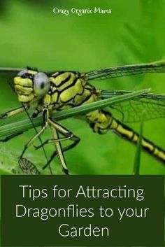 a yellow dragonfly sitting on top of a green plant with the title tips for attaching dragonflies to your garden