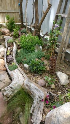 a garden with rocks and plants in it