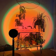 a table with potted plants on it in front of a rainbow colored wall