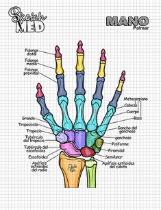 the hand bones are labeled in different colors and shapes, with labels on each side