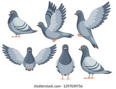 pigeons in different poses with spread wings