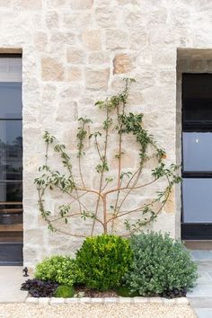 there is a small tree in front of the window on this stone building that has plants growing out of it