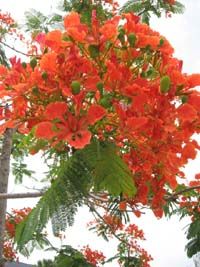 the orange flowers are blooming on the tree