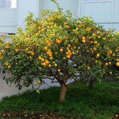 Meyer Lemon Tree (7863713857791) Eureka Lemon Tree, Evergreen Landscape, Meyer Lemon Tree, Avocado Tree, California Garden, Patio Plants, Citrus Trees, Meyer Lemon, Lemon Tree