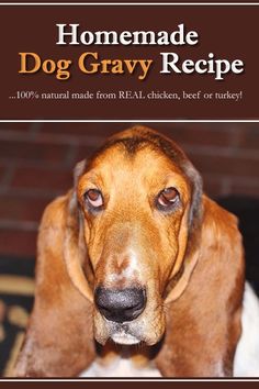 a dog is looking at the camera while standing in front of a sign that says homemade dog gravy recipe