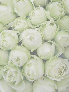 a bunch of white flowers sitting on top of each other