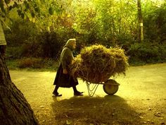 a woman pushing a wheelbarrow full of hay