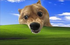 a dog with its mouth open looking over the top of a grassy hill to the sky