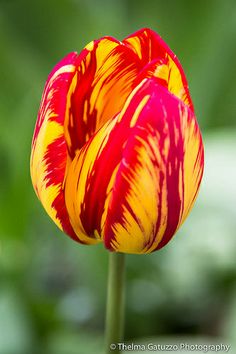 a red and yellow tulip with green leaves in the backgrounds