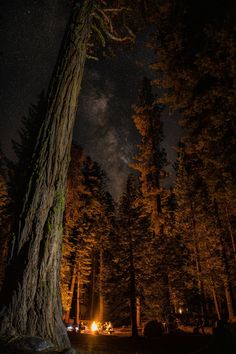 the night sky is lit up by stars above a forest with trees and campfire