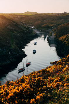 several boats are floating on the water near some hills and yellow flowers in the foreground