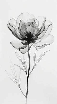 a black and white photo of a flower