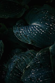 some green leaves with water droplets on them