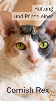 Das Bild zeigt eine weiße Cornish Rex Katze mit grauen und braunen Zeichnungen und grünen Augen. Cornwall England, Sphynx, England