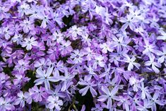 purple flowers are blooming in the garden