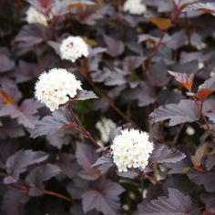 purple leaves and white flowers are in the foreground