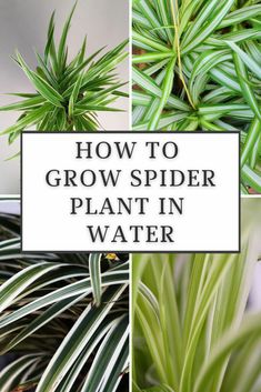 how to grow spider plant in water