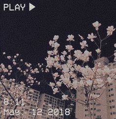 the flowers are blooming in front of some tall buildings at night, with an arrow pointing to play