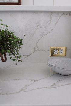 a bathroom counter with a potted plant and two buttons on the back of it