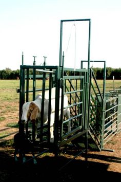 there is a dog that is in the pen