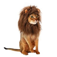 a cat that is wearing a lion mane on it's head and sitting in front of a white background