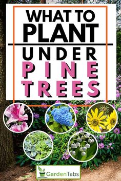 Shade Garden Plants: Planting Guide for Pine Trees Under Tree Garden Ideas, Hostas Under Pine Trees, Shade Garden Under Pine Trees, Creative Landscape Edging, Backyard Pine Trees Landscaping Ideas, Garden Under Pine Tree Ideas, Under Pine Tree Landscaping Ideas, Landscape Ideas For Under Pine Trees, Flowers Under Pine Trees