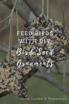 bird seed ornaments hanging from a tree with the words feed birds with diy bird seed ornaments