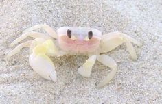 a white crab with pink eyes on the sand