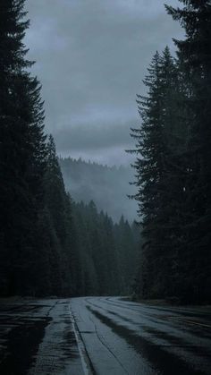 the road is wet and dark with trees on both sides